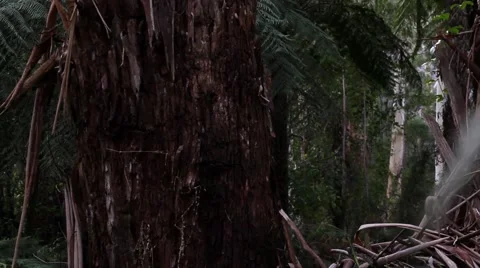 Australian Rainforest Pan 스톡 동영상 45290507