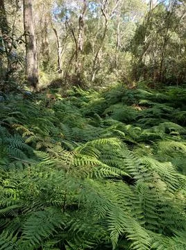 Australian rainforest Stock Photos