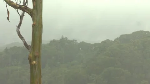 Australian Rainforest Rain Stock Footage 12468960