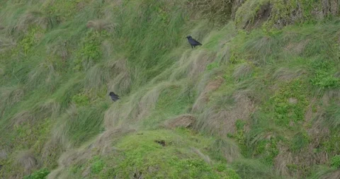 Australian Raven (Corvus coronoides) Stock Footage 340462838