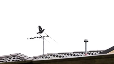 Australian Raven Flying off Stock Footage 134315330