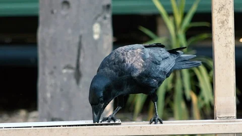 Australian Raven Stock Footage 115626813