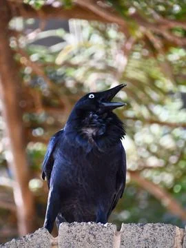 The Australian Raven Stock Photos