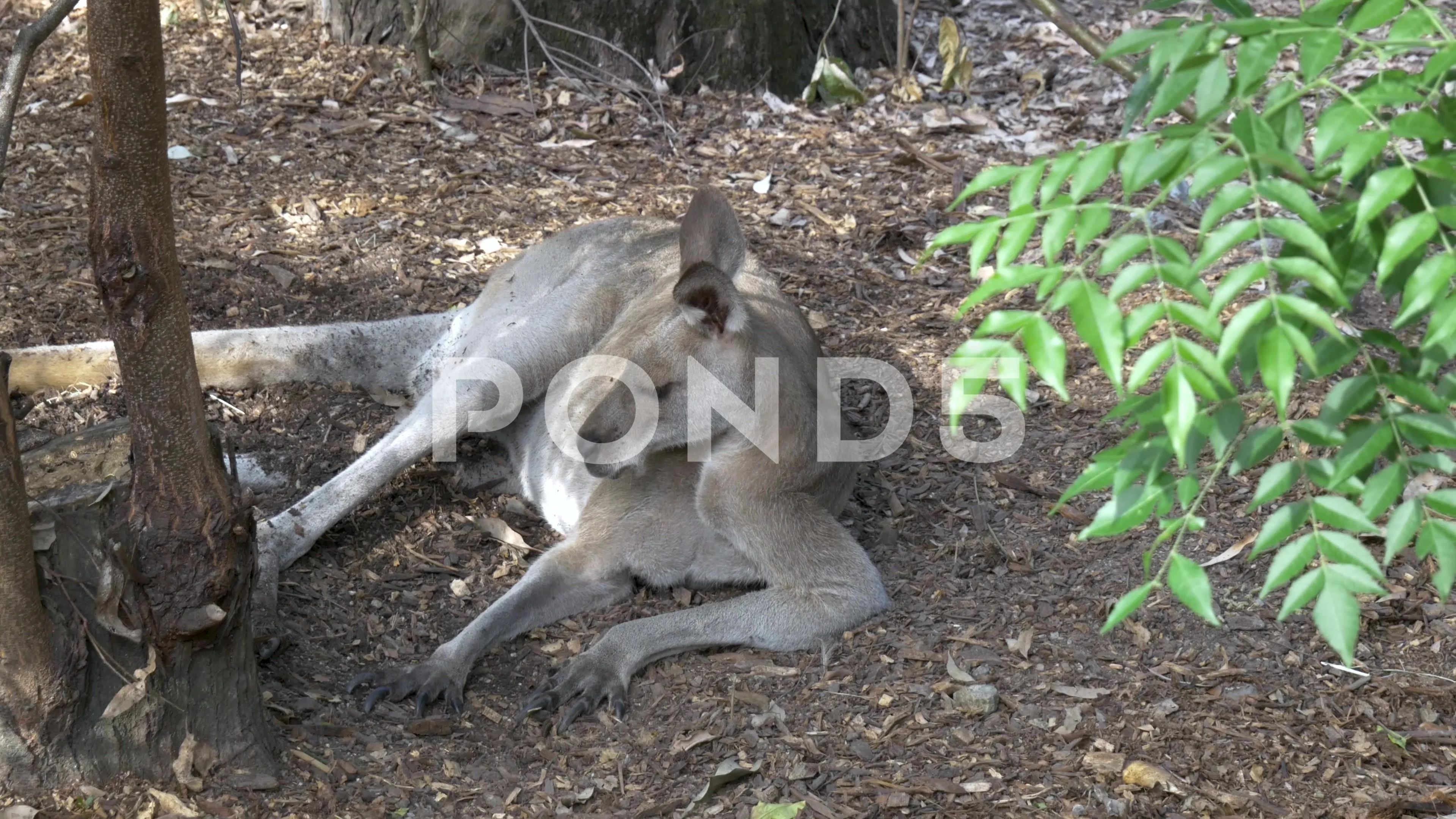 red kangaroo muscles