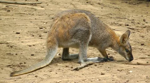An Australian red-necked wallaby Stock Footage