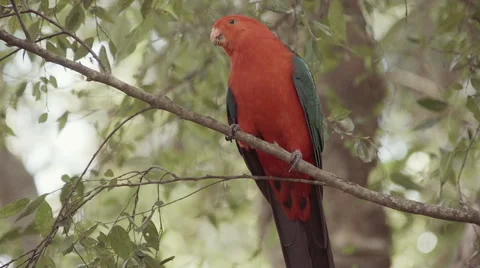 Australian Red Parrot In A Tree Then Flies Away Stock Footage 64601148