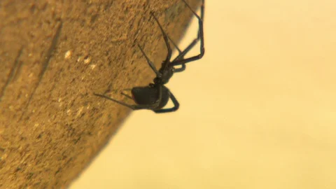 Australian redback spider scurrying across sand 스톡 동영상 112341489