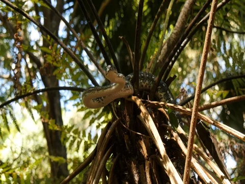 Australian reptile snake the Diamond Python in rain forest Video stock 74179456