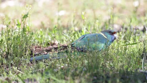 Australian Ringneck Parrot feed close up Stock Footage 320446109