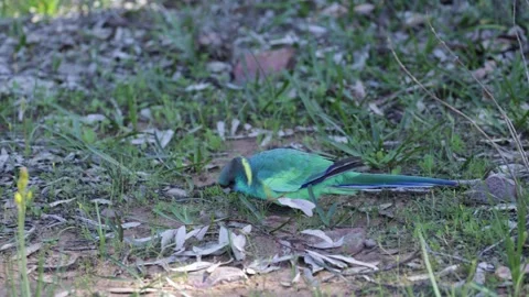 Australian Ringneck Parrot walking and feed on a sunny day close up Stock Footage 328647550