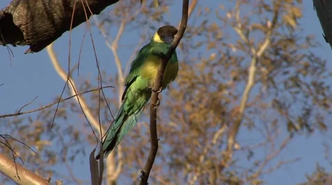 Australian Ringneck perched in tree on a windy day waggling tail Stock Footage 57155783
