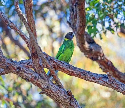 Australian Ringneck in a Tree Fotos de archivo
