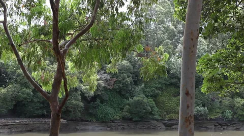 Australian river and trees Vídeo Stock 27938878