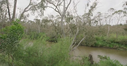 Australian River With Grey-headed Flying Fox Colony On Trees Vídeo Stock 329226676