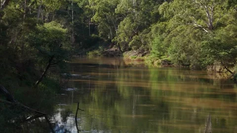 Australian river slowly flowing through a lush eucalyptus forest Stockbeeldmateriaal 336360141