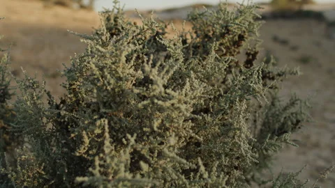 Australian Salt Bushes Stock Footage 291634711