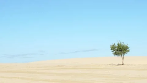 Australian sand dunes tree Stock Footage 167748051