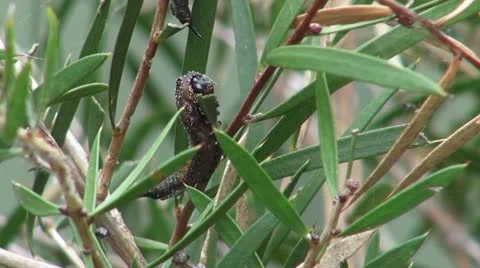 Australian Sawfly Larvae Feeding Stock Footage 10976218