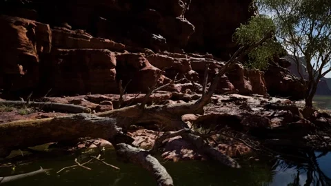 Australian Scenery - Tree Stock Footage 248555699