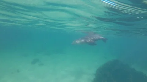 Australian Sea Lion Video stock 80910575