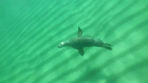 Australian Sea Lion 스톡 동영상 80912105