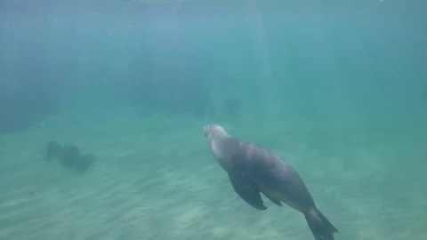 Australian Sea Lion 스톡 동영상 80912837