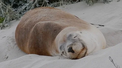 Australian Sea Lion (Neophoca cinerea) Stock Footage