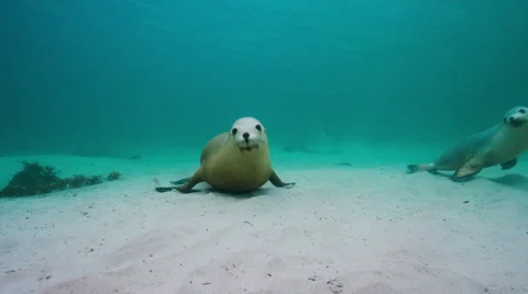 Australian Sealion Stock Footage 52973393