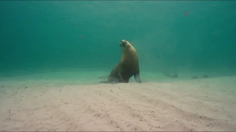Australian Sealion Stock Footage 52975757