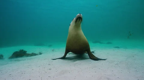 Australian Sealion Stock Footage 52977002