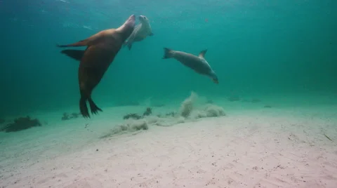 Australian Sealion Stock Footage 52978430