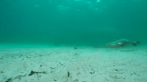 Australian Sealion Stock Footage 53011107