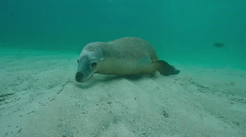 Australian Sealion Vídeos de archivo 53013934