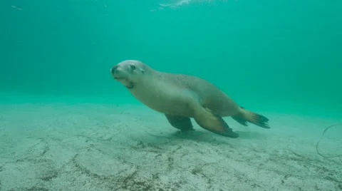 Australian Sealion Stock Footage 53015990