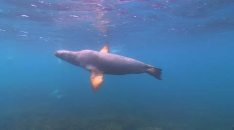 Australian Sealion's Playing Stock Footage 8853942