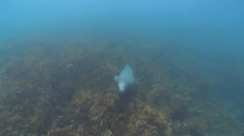 Australian Sealion's Playing Stock Footage 8853965