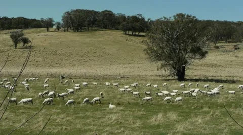 Australian sheep farm Stock Footage