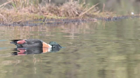 Australian Shelduck feeding while swimming in calm wetland water Stock Footage 340142323