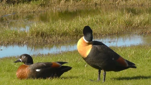 Australian Shelduck Pair Video stock 89331503