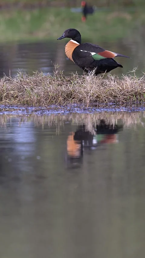Australian Shelduck preening on grass bank with reflection Stock Footage 340201656