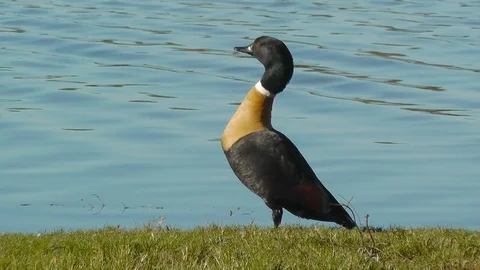 Australian Shelduck Taking To Flight Video stock 89459481