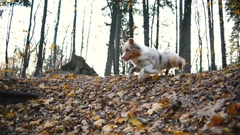 Australian Shepard Dog chasing ball in autumn forest 스톡 동영상 127040343