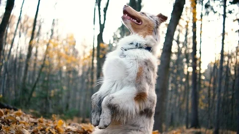 Australian Shepard Dog perform commands in autumn forest 스톡 동영상 120163383