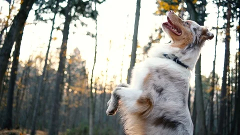Australian Shepard Dog performing commands and training in autumn forest 스톡 동영상 120163373