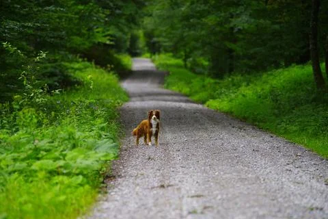 Australian sheperd path Stock Photos