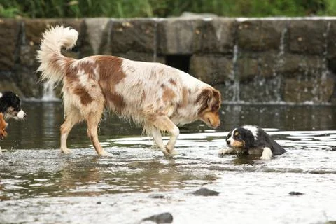 Australian shepherd bitch saving its puppy Stock Photos