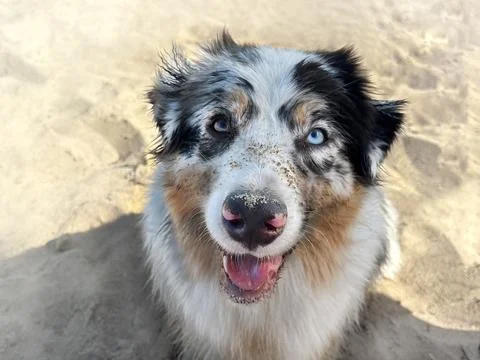The Australian Shepherd is blue marble with different coloured eyes. Nose in Fotos de archivo