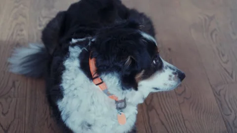 Australian Shepherd Border Collie Mix dog lays on a wood floor and looks to Stock Footage 241497976