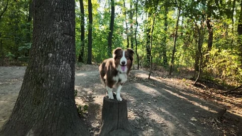 Australian Shepherd circles a tree then stands with hind legs on a stump and 動画素材 345524544