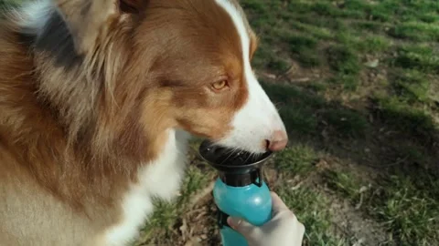 Australian shepherd dog drinking water from a portable travel bottle held by Stock Footage 341968239